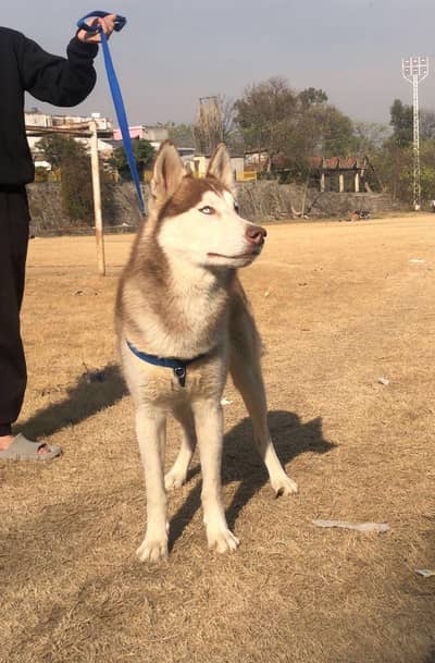 Siberian husky male