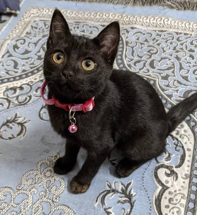 Black bombay cat for adoption