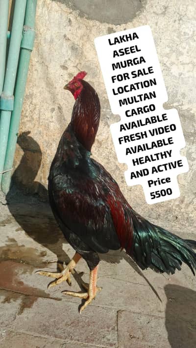 LAKHA ASEEL  03114395785