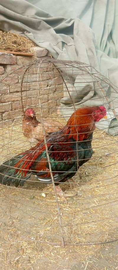 Amroha breeder male urgent sale