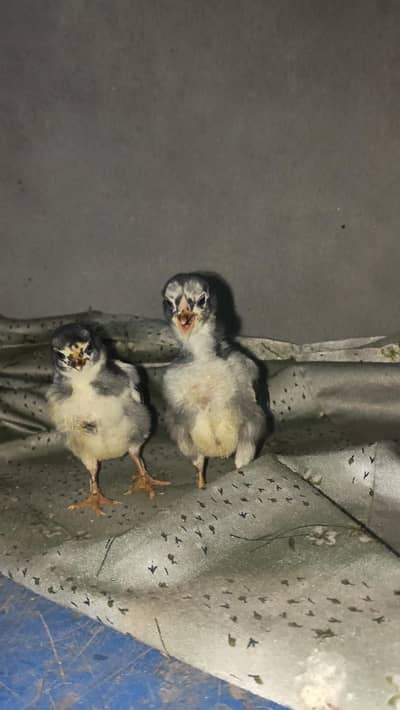 Thai Permoze Chicks Healthy And Active