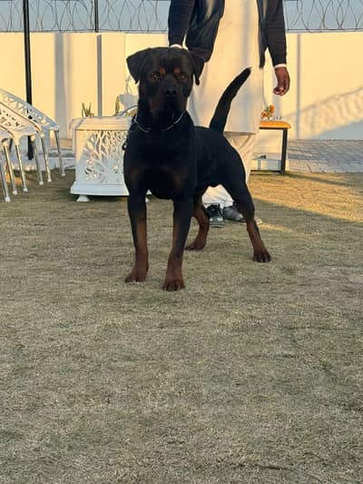 Rottweiler petagry