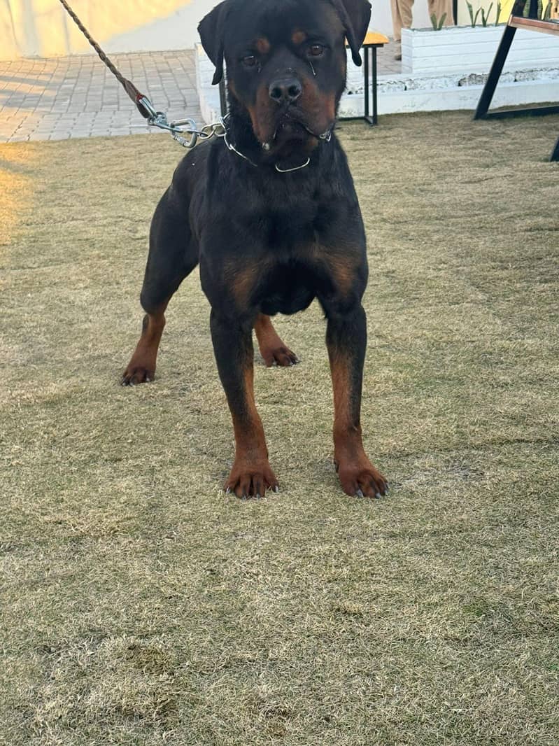 only for stud available 1