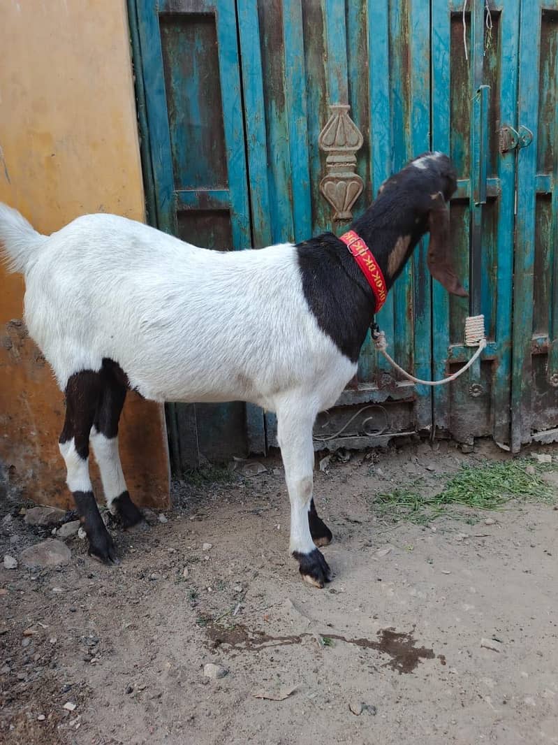 Bakra 1