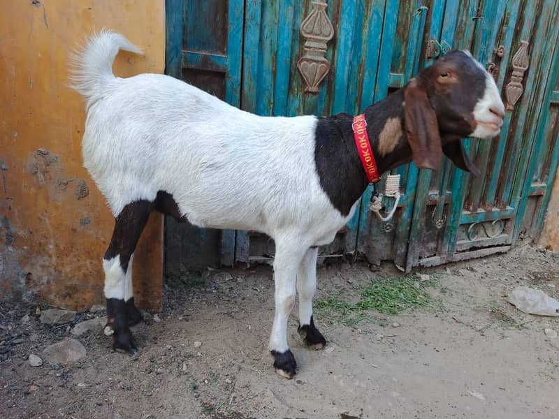 Bakra 2