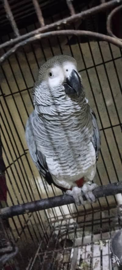 Grey African parrot