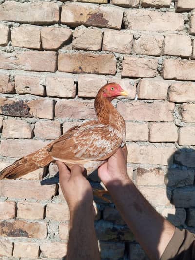 High quality mianwali peli madi wattsapp 03289559608