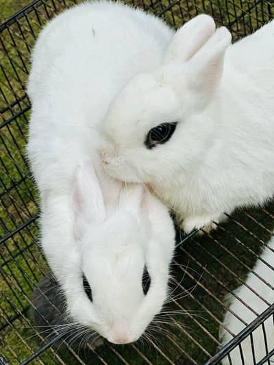hotot drawf bunnies pure bloodline available for sale