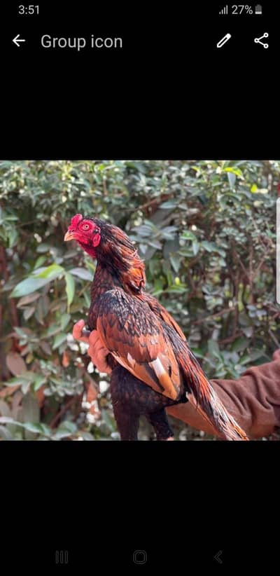 mianwali amroha breed