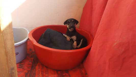 1 month old mix breed german shepherd