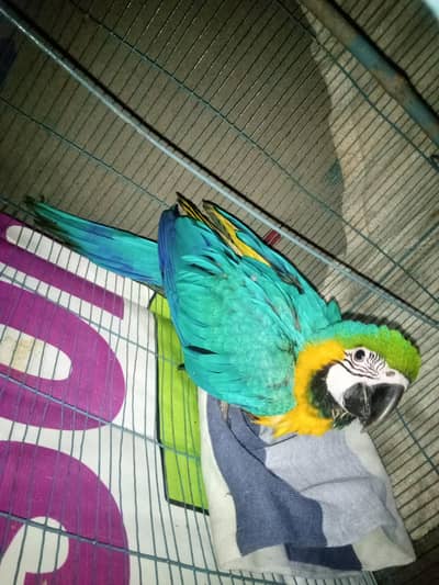 Blue and Gold Macaw