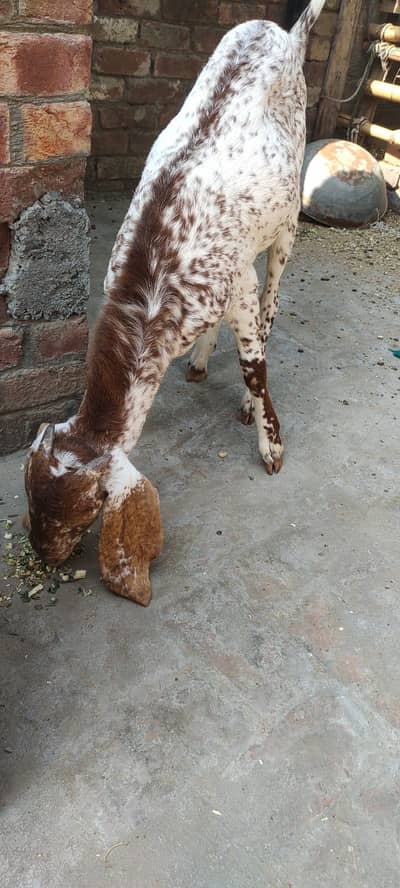 Bakra for sale