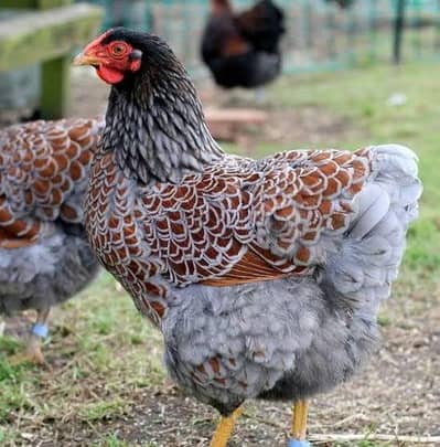 red blue laced wyandotte / brahama / fancy hen / brahma / Yokohama hen