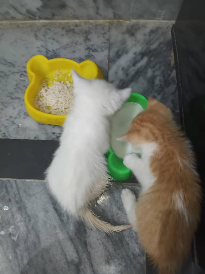 Kittens 0