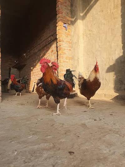 Desi murgha for sale hai ghr k paalay huay Hain 1300 rupay per kg