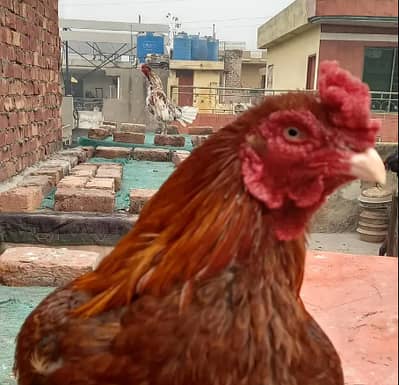 1 Aseel Murgha, 4 Aseel Murghiyan