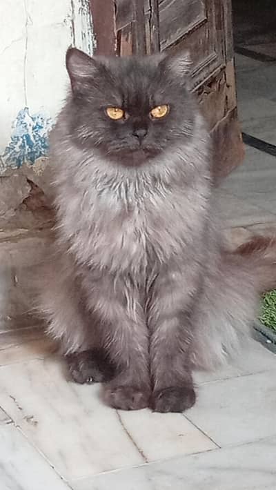 Persian Cats female 03134111831