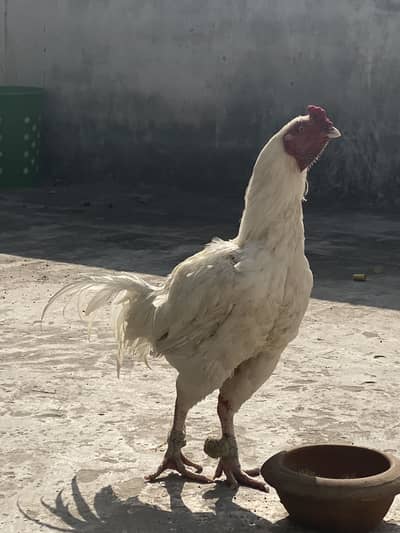 Heera Waite aseel peur healthy and active urgent sale