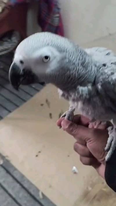 helthy and active african grey parrot for sale