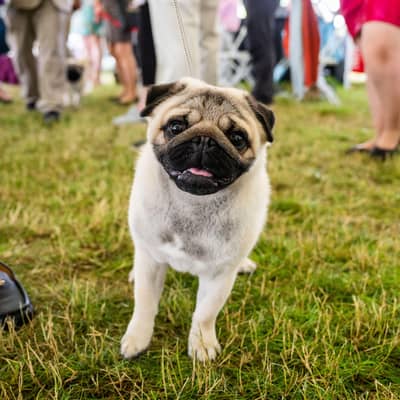 pug male puppy for sale