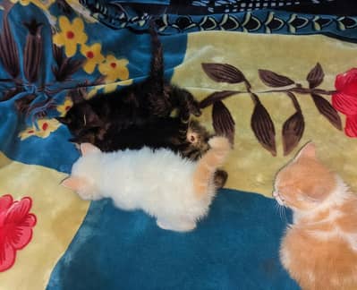 Cat Babies Persian Double Coated