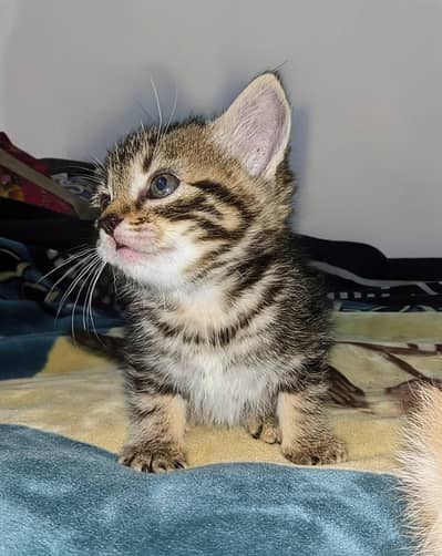 Cat Babies Persian Double Coated