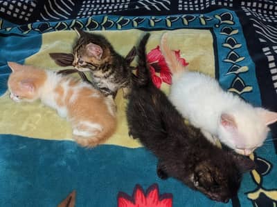 Cat Babies Persian Double Coated