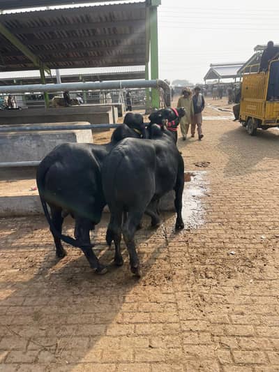 جوڑا بچھڑوں کا فار سیل ہے منہ سے دو دانت ہیں ابلک اہر چولستان کراس ہے