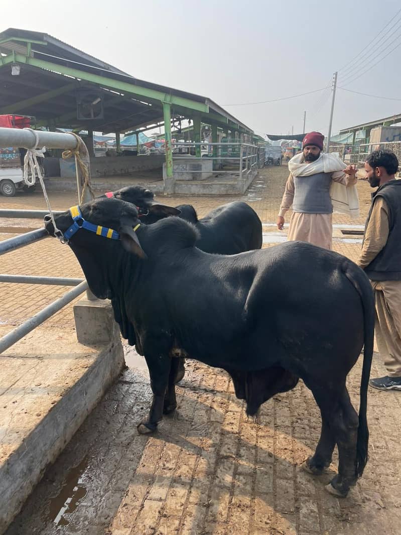 جوڑا بچھڑوں کا فار سیل ہے منہ سے دو دانت ہیں ابلک اہر چولستان کراس ہے 1