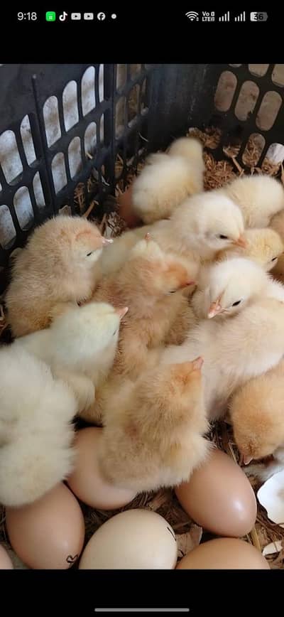 light sussex and golden heavybuff chicks available