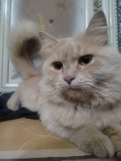 Persian cat traditional (doll-face) Persian