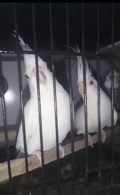 cocktail breeder pairs + Australian parrot pairs