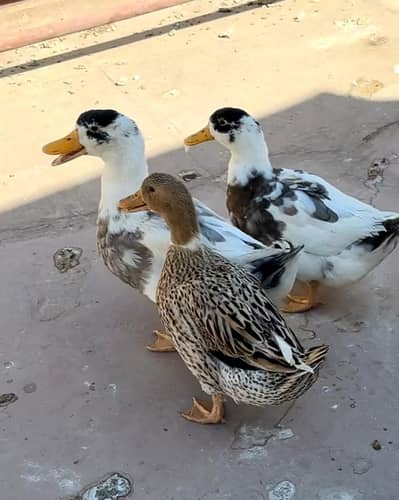 Ducks pair 1 male 2 female eggs deti hue hain abi start kra h dena