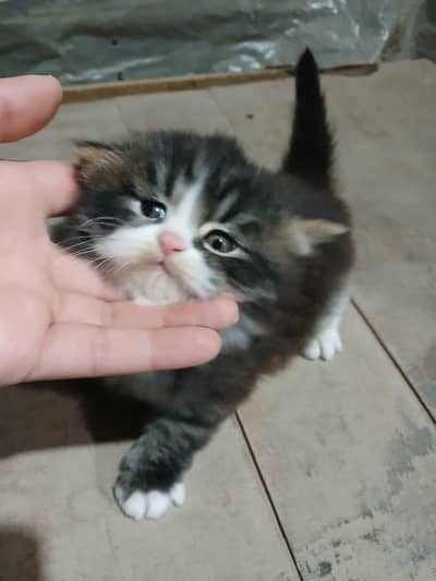 Persian kittens