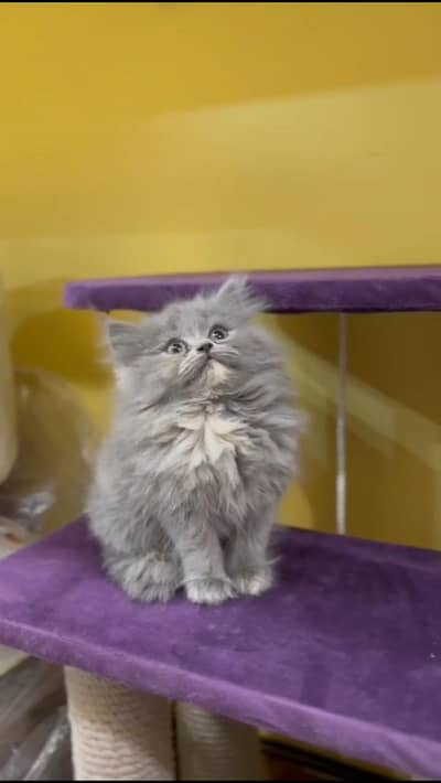Gray Persian Triple Coat Kitten