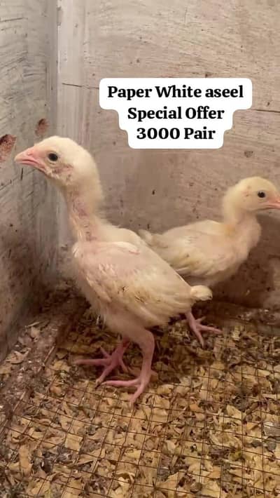 Heera Aseel Chicks | Aseel Chicks | Heera Chicks