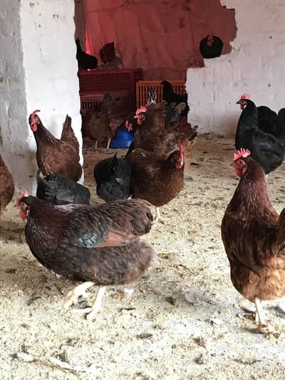 Australorp Rir light susex lohman brown fumi starter egs hens for sale