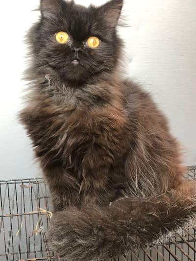 Premium Full Punch Face Persian Female Kitten – Rare 3 Shade – RWP