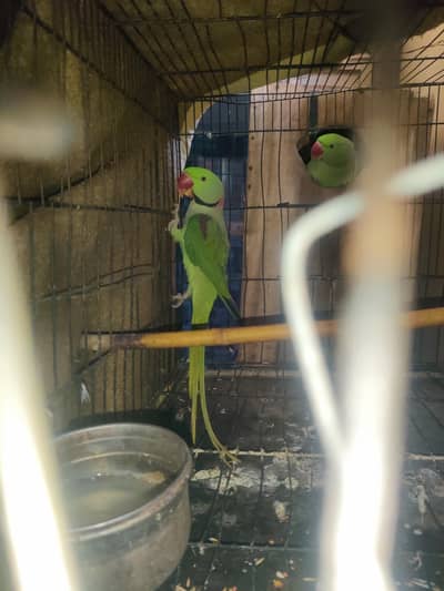raw parrot pair for sale