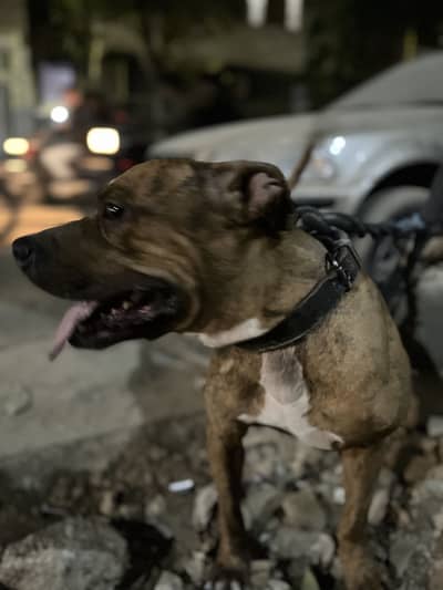 (American Pitbul) (NAME JACK )fully friendly trained dog