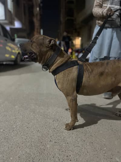 (American Pitbul) (NAME JACK )fully friendly trained dog