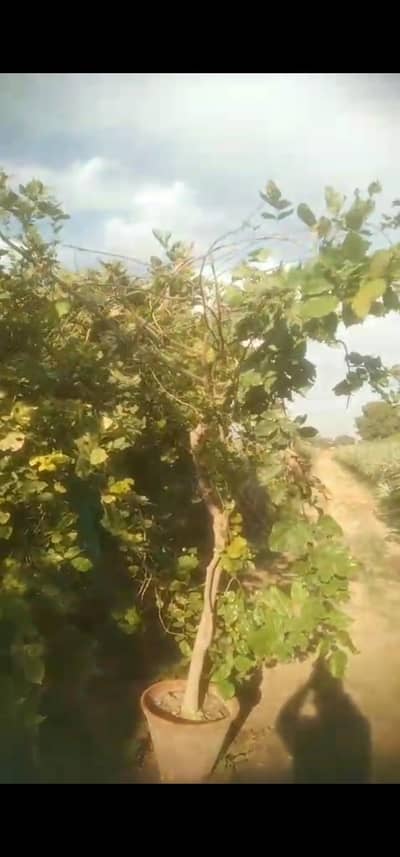 sukh chin tree for sale