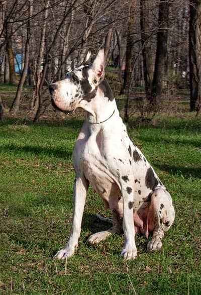 IMPORTED GREAT DANE FCI EXTREME QUALITY - HIGHLY PEDIGREED - AVAILABLE