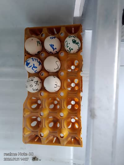 king size white o shamo eggs urgent sale