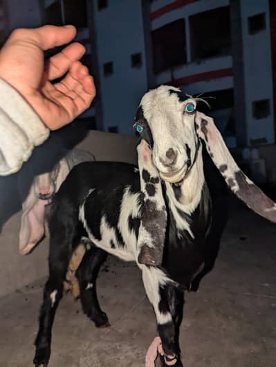 faislabadi beetal bakri