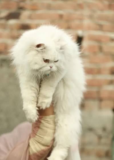 Persian cat 3 year