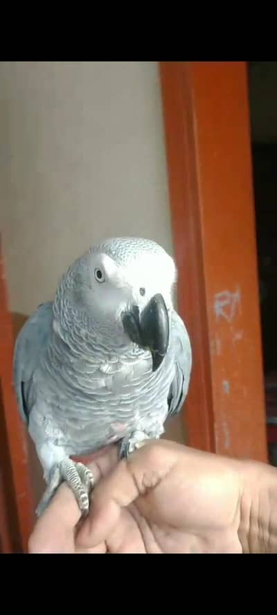 Red Factor African Grey Parrot Fully Tame Talking Age 8 years