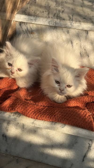 White Persian pair of kitten