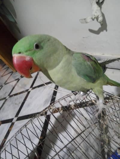 raw jumbo size parrot, full active, Semi tamed , talking on mood