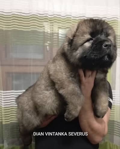IMPORTED CAUCASIAN SHEPHERD PUPPIES - TOP QUALITY - HIGHLY PEDIGREED